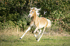 galloping noble blood haflinger