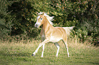galloping noble blood haflinger