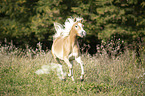 galloping noble blood haflinger