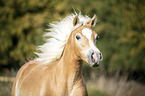 noble blood haflinger portrait