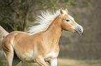 noble blood haflinger portrait