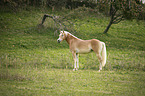 noble blood haflinger