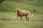 trotting noble blood haflinger