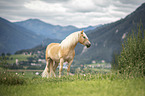 Haflinger