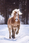 galloping Haflinger