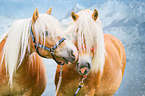 2 Haflinger horses