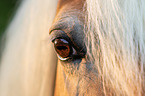 Haflinger eye