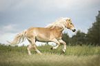 galloping Haflinger horse