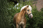 Haflinger Portrait