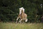 galloping Haflinger horse