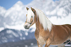 Haflinger stallion portrait
