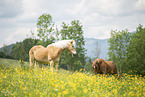 2 horses