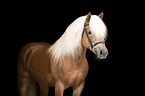 Haflinger stallion portrait