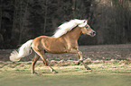 galloping Haflinger stallion
