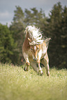 galloping Haflinger horse