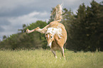 kicking Haflinger horse