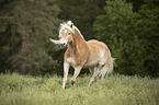 galloping Haflinger horse