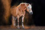 Haflinger with Holi powder