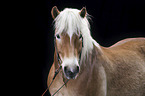 Haflinger Portrait
