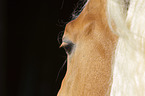 Haflinger horse eye