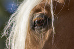 Haflinger horse eye