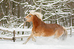 galloping Haflinger horse