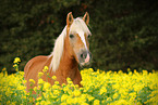 Haflinger horse portrait