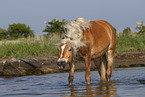 Haflinger horse in the water