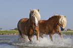 2 Haflinger horses