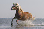 Haflinger horse in the water