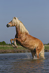 Haflinger horse in the water