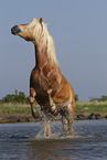 Haflinger horse in the water