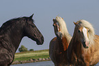 3 horses