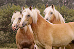 Haflinger