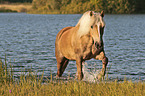 Haflinger mare