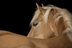 Haflinger horse in studio