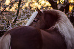 Haflinger stallion