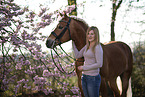 Haflinger stallion