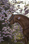 Haflinger stallion