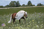 Haflinger stallion