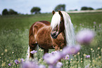 Haflinger stallion