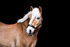 Haflinger Portrait