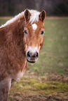 Haflinger Horse Portrait