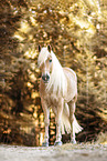 Haflinger horse in autumn