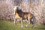 Haflinger horse in spring
