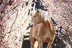 Haflinger horse in spring