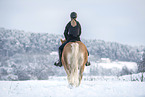 Haflinger horse in the snow