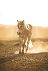 Haflinger horse at sundown