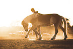 woman and Haflinger horse