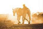 woman and Haflinger horse